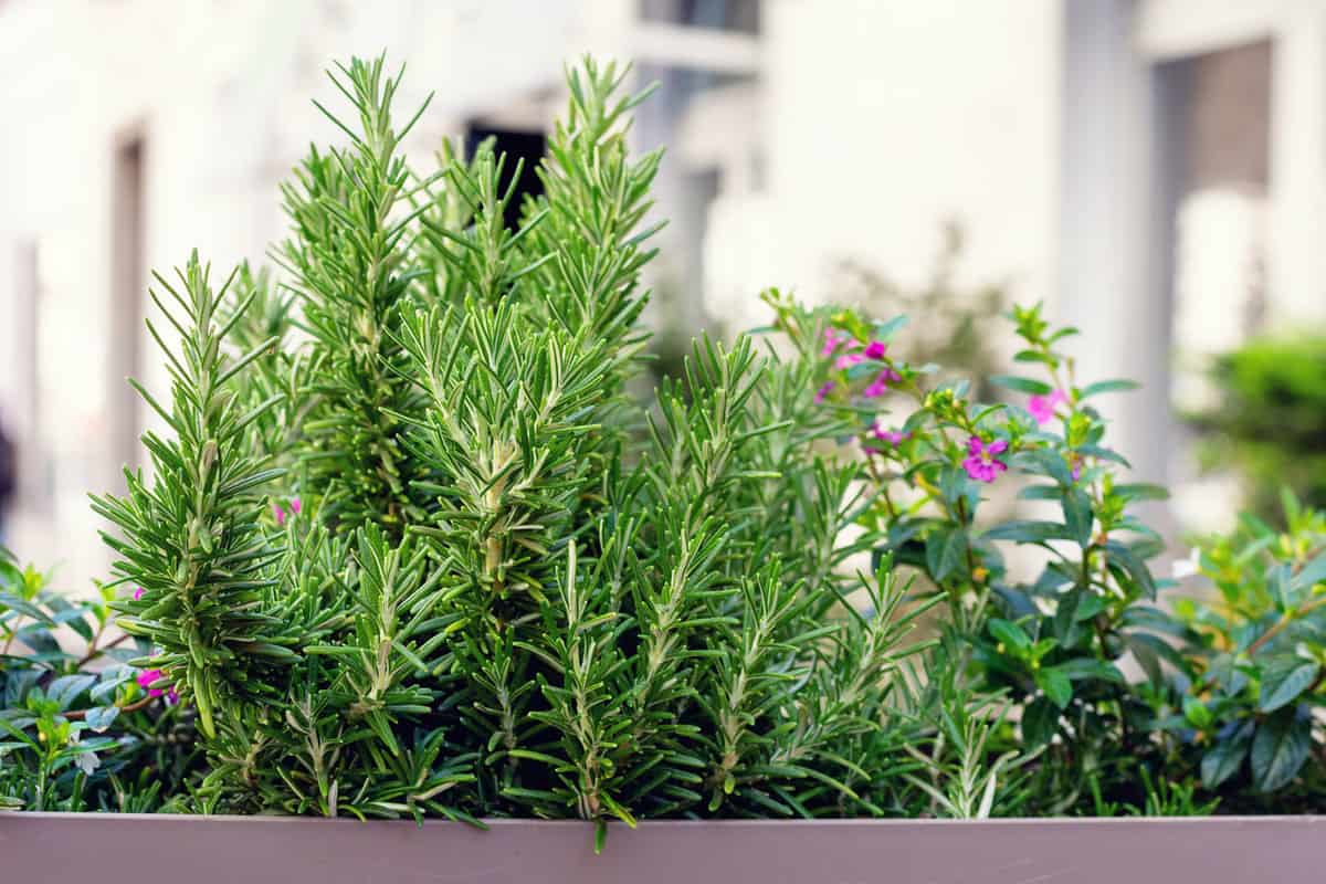 Fresh herbs, rosemary and others, growing in a pot on a window or balcony.