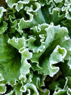 A frozen green lettuce leaves, Can Lettuce Survive A Freeze? [And How To Prevent It From Dying]