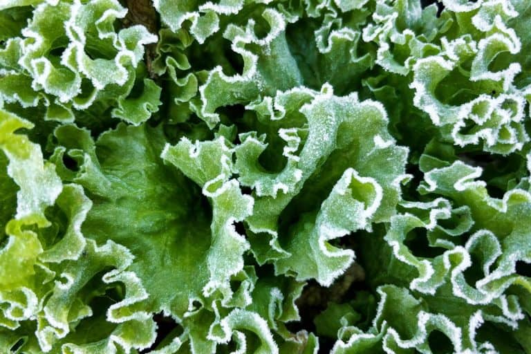 A frozen green lettuce leaves, Can Lettuce Survive A Freeze? [And How To Prevent It From Dying]