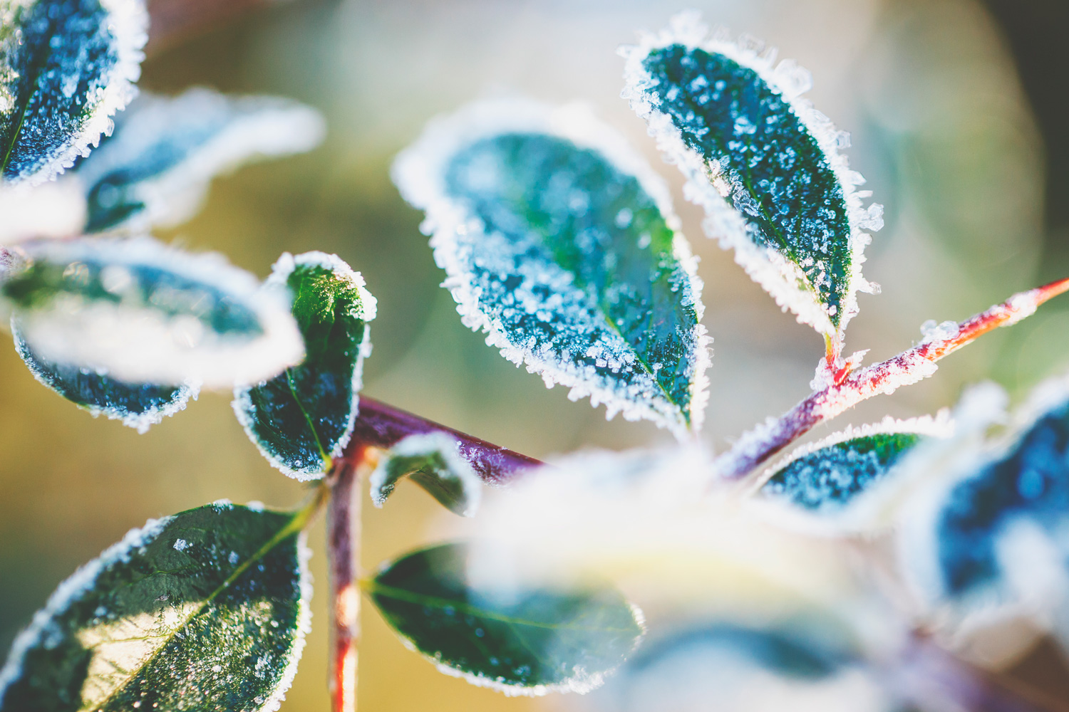Frozen plants in winter