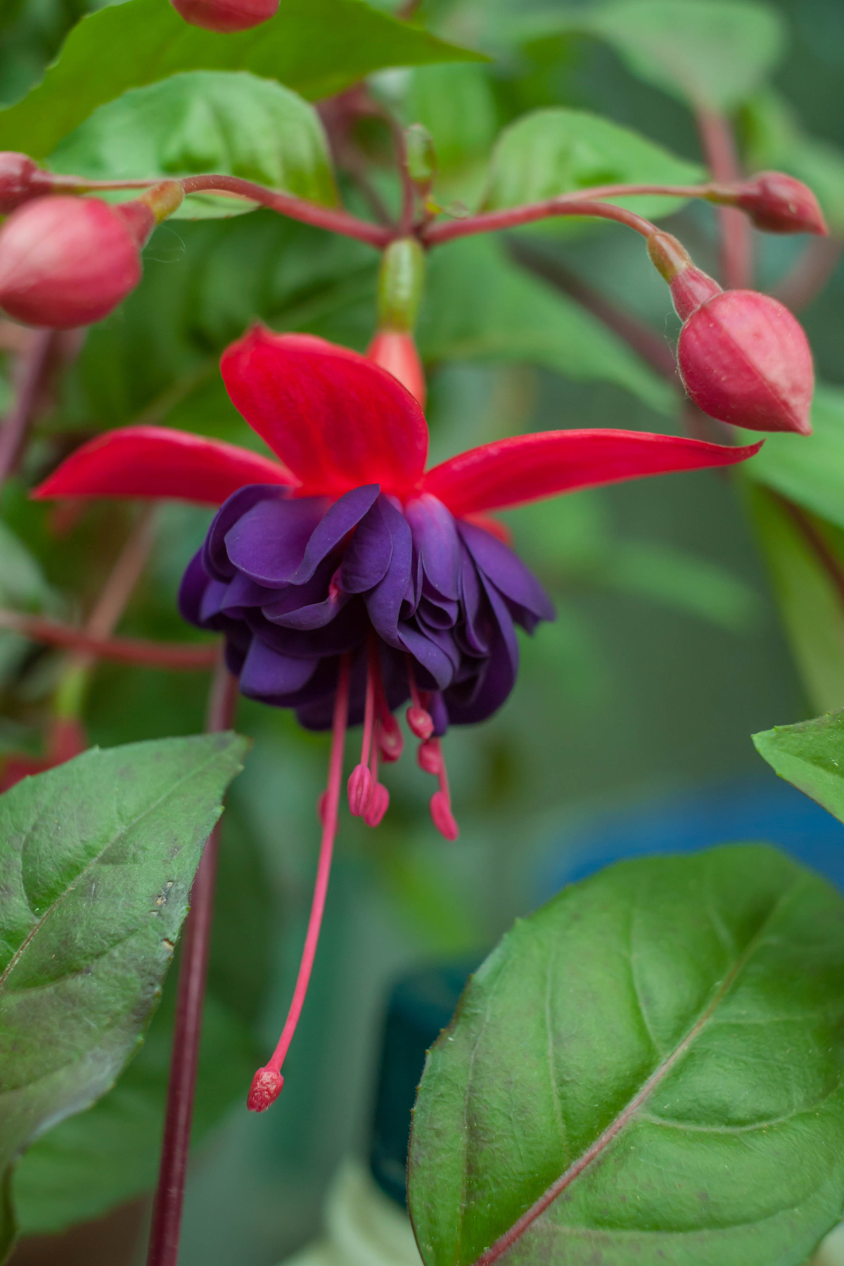 Fuchsia plant, beautiful dark purple magenta flower blooming surrounded with green leaves and blurry background.