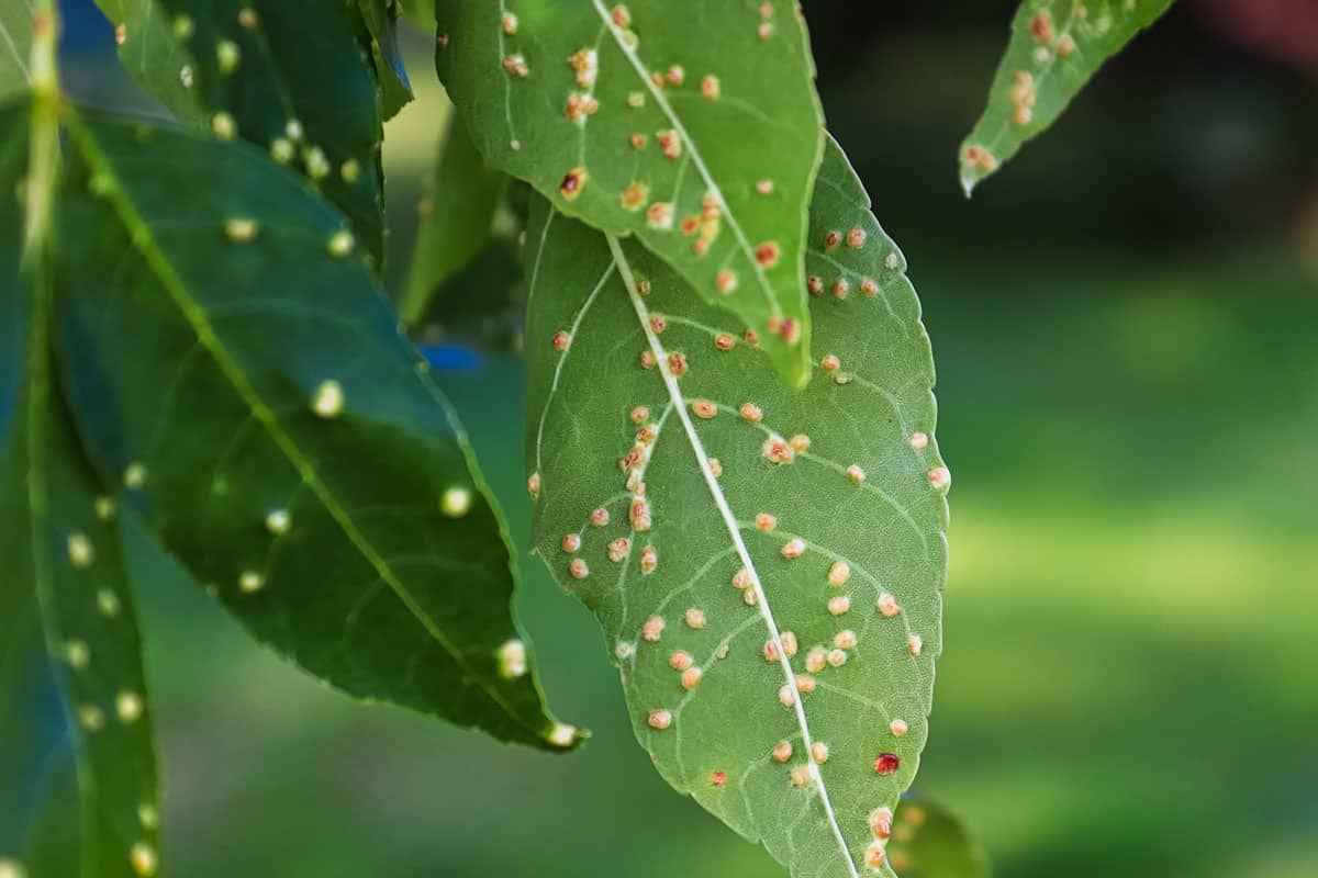 Gall blisters on the underside of ash tree leaves
