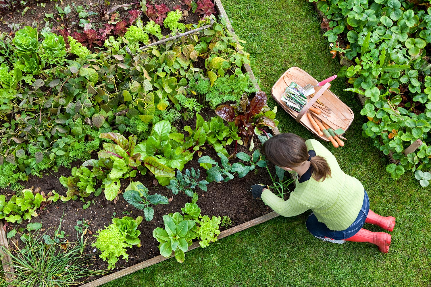 Gardener weeding an organic vegetable garden with a hand fork,