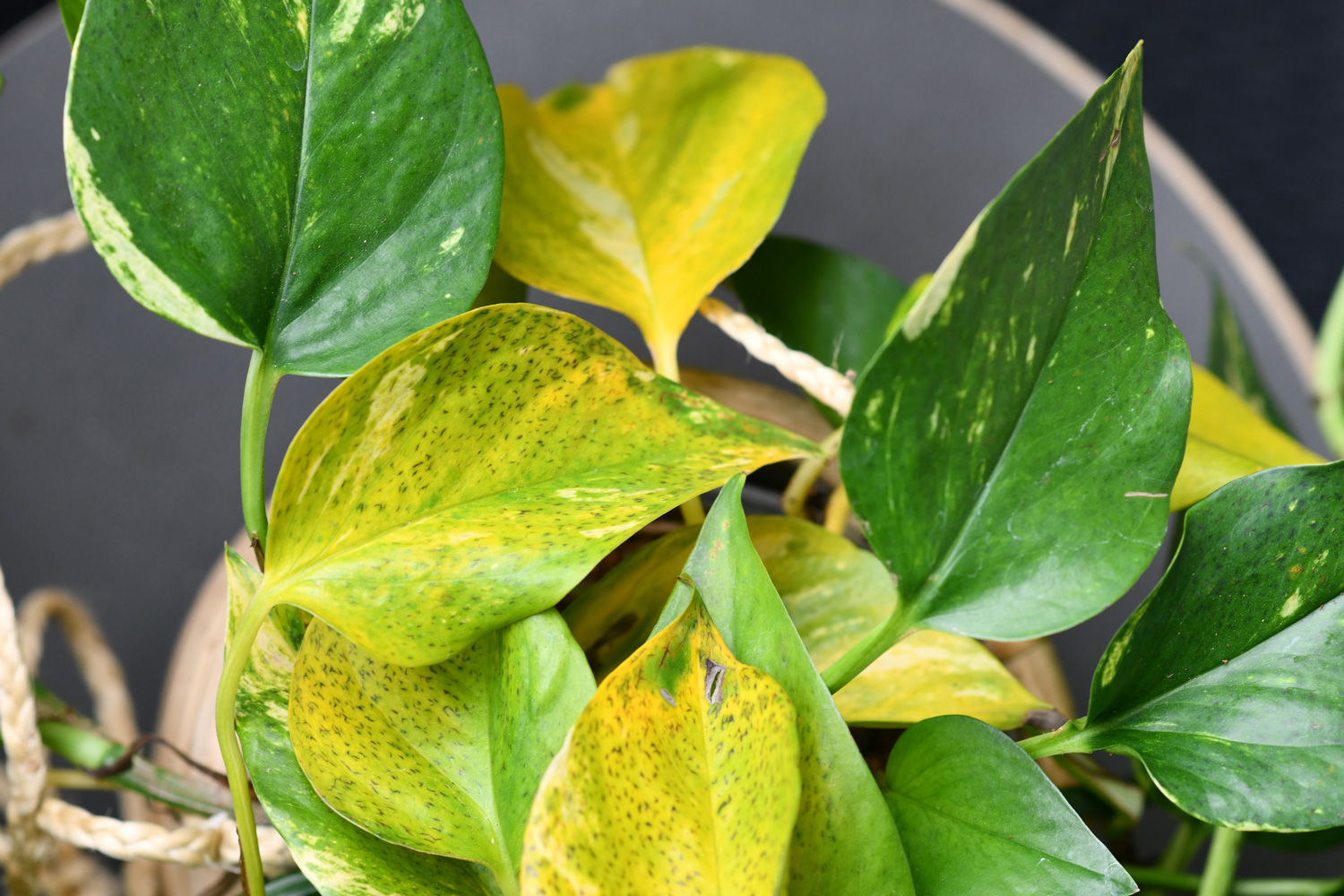 Golden Pothos houseplant with unknown leaf spot disease in shape of small black stripes caused by fungus or bacterial infection