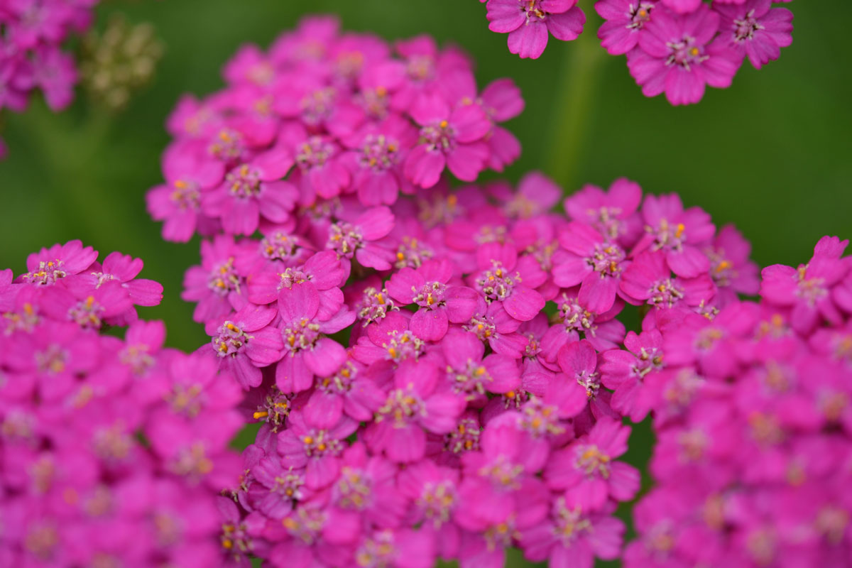 Gorgeous Neon Flash Spirea blooming at the garden