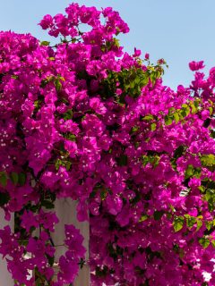 Gorgeous and bright colored Bougainvillea at a box planter, Does Bougainvillea Attract Bees?
