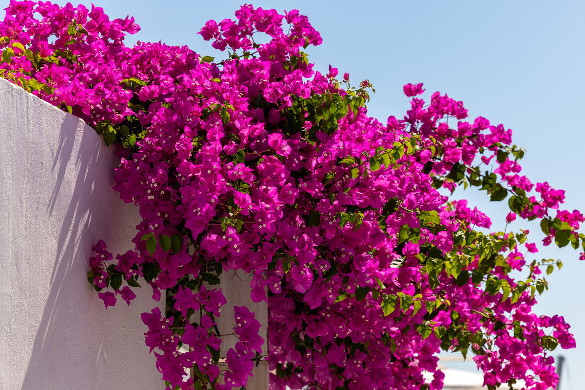 Gorgeous and bright colored Bougainvillea at a box planter