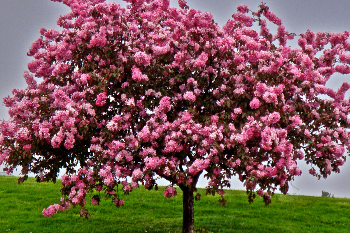 Gorgeous blooming crab apple tree at a flat meadow