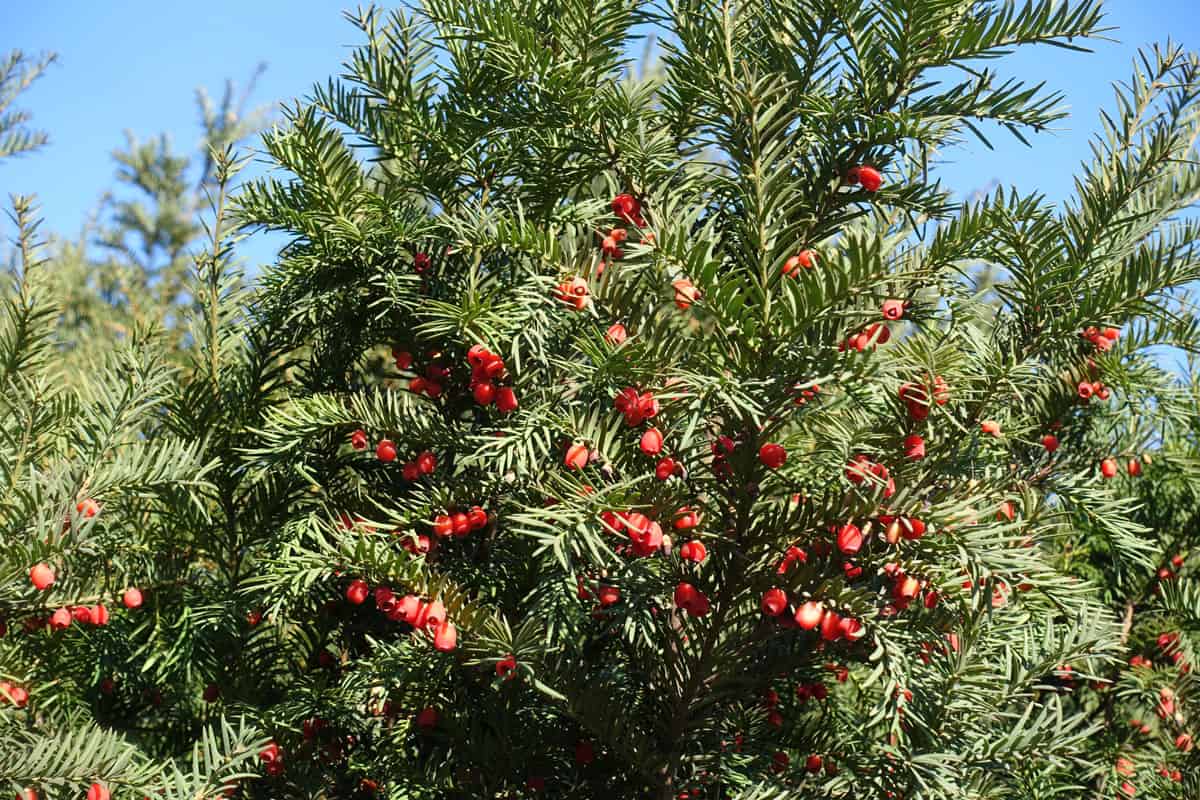 Gorgeous pacific yew with red berries