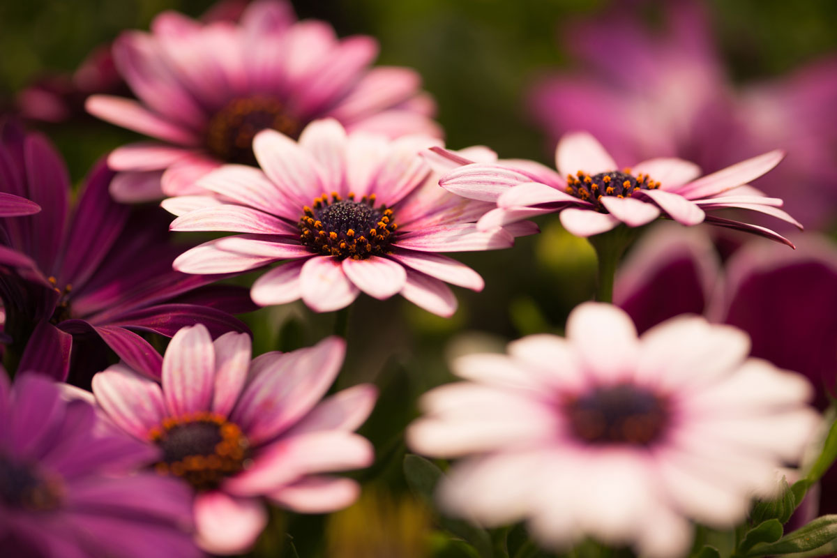 Gorgeous pink and purple colored daisies blooming at the garden