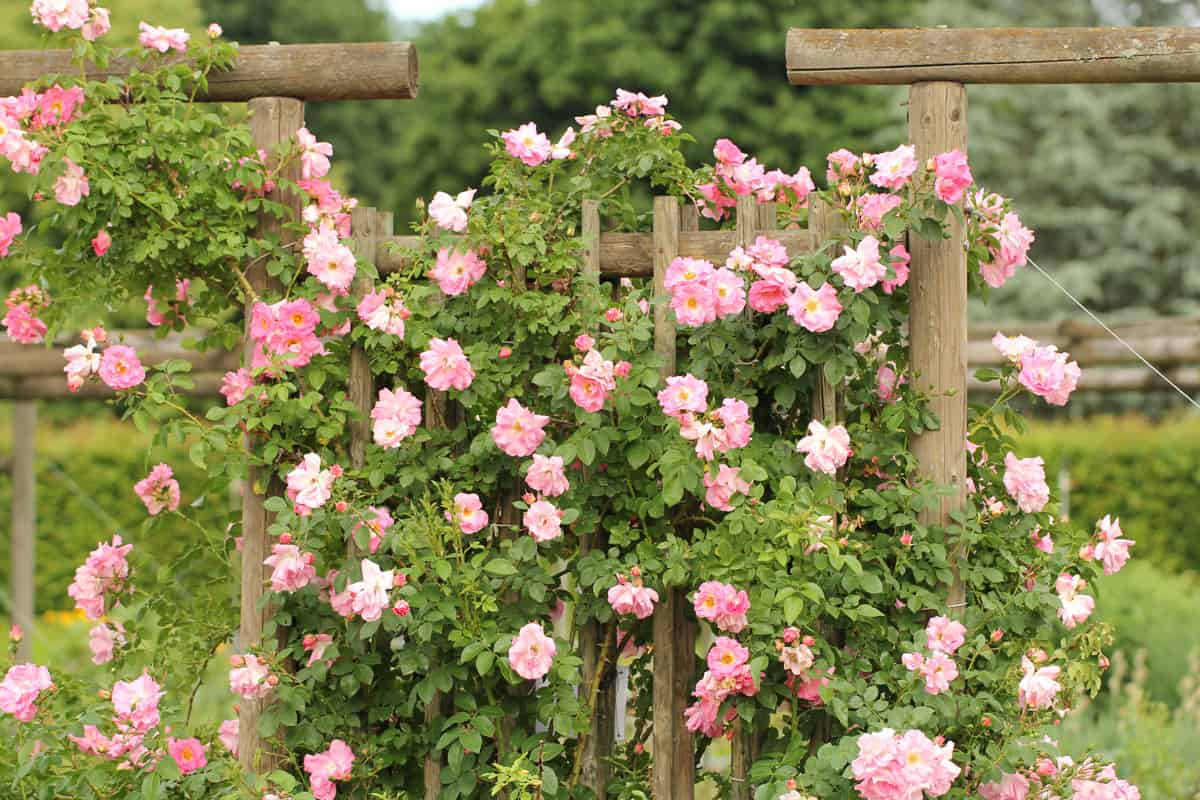 Gorgeous pink colored climbing roses