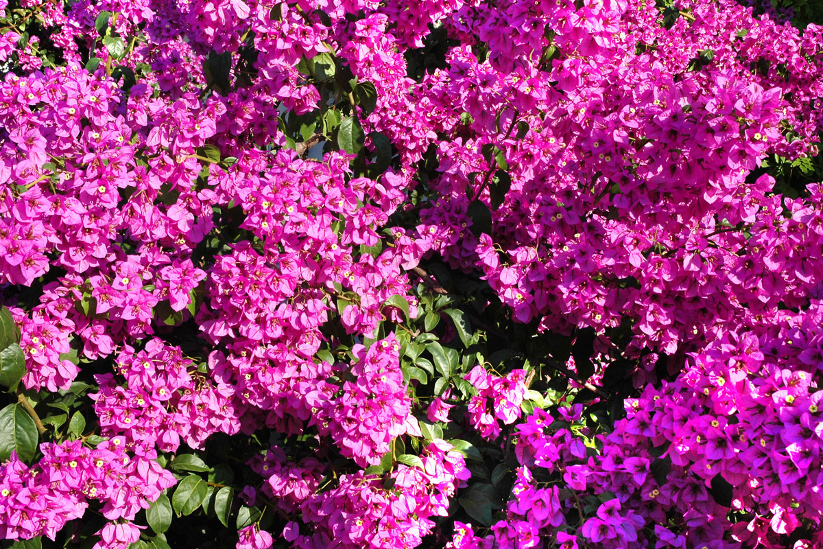 Gorgeous purple blooming Bougainvillea at the garden