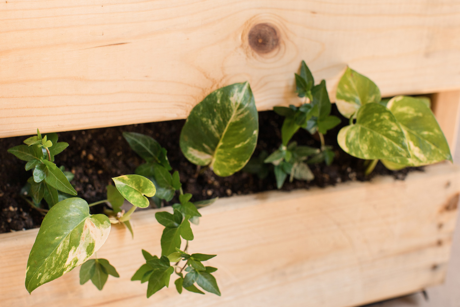 Green English Ivy Plants and Golden Pothos Plants in a wooden box