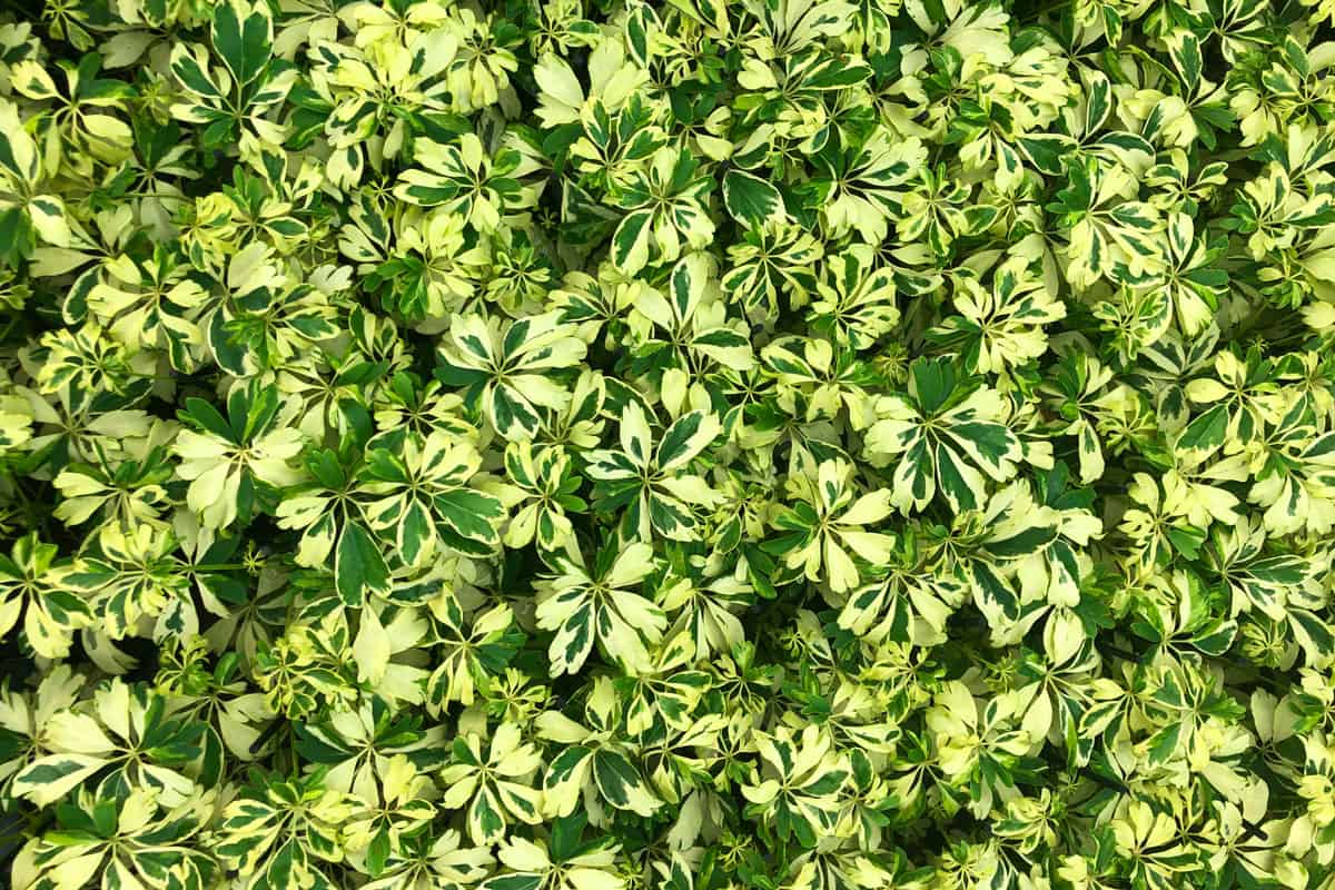 Green and light yellow leaves pattern schefflera plant