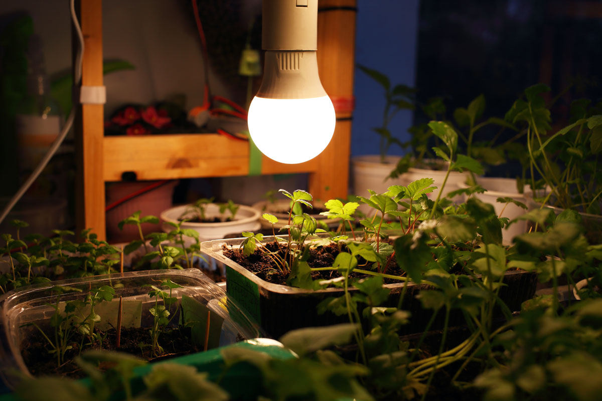 Growing seedlings of strawberries, parsley, peppermint in transparent, white plastic containers on black soil under light of LED