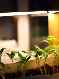 Growing seedlings tomatoes, green mint, other plants in plastic containers on black soil on windowsill under artificial lighting, Can Plants Absorb Light From The Bottom?