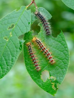 Gypsy moth caterpillars eating tree leaves, closeup. Macro. - How To Get Rid Of Caterpillars Without Killing Them