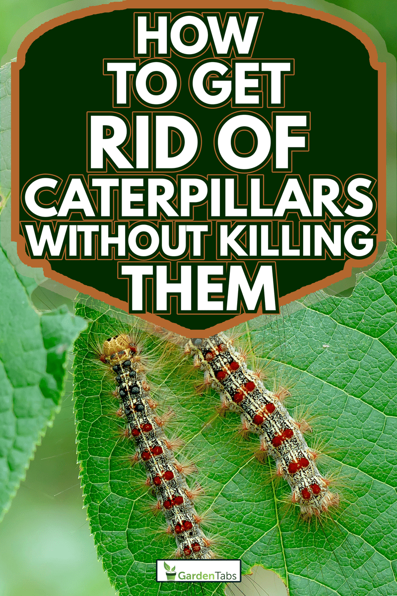 How To Get Rid Of Caterpillars Without Killing Them