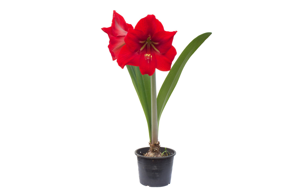 Hippeastrum in a white background whit black pot with colorful red flower