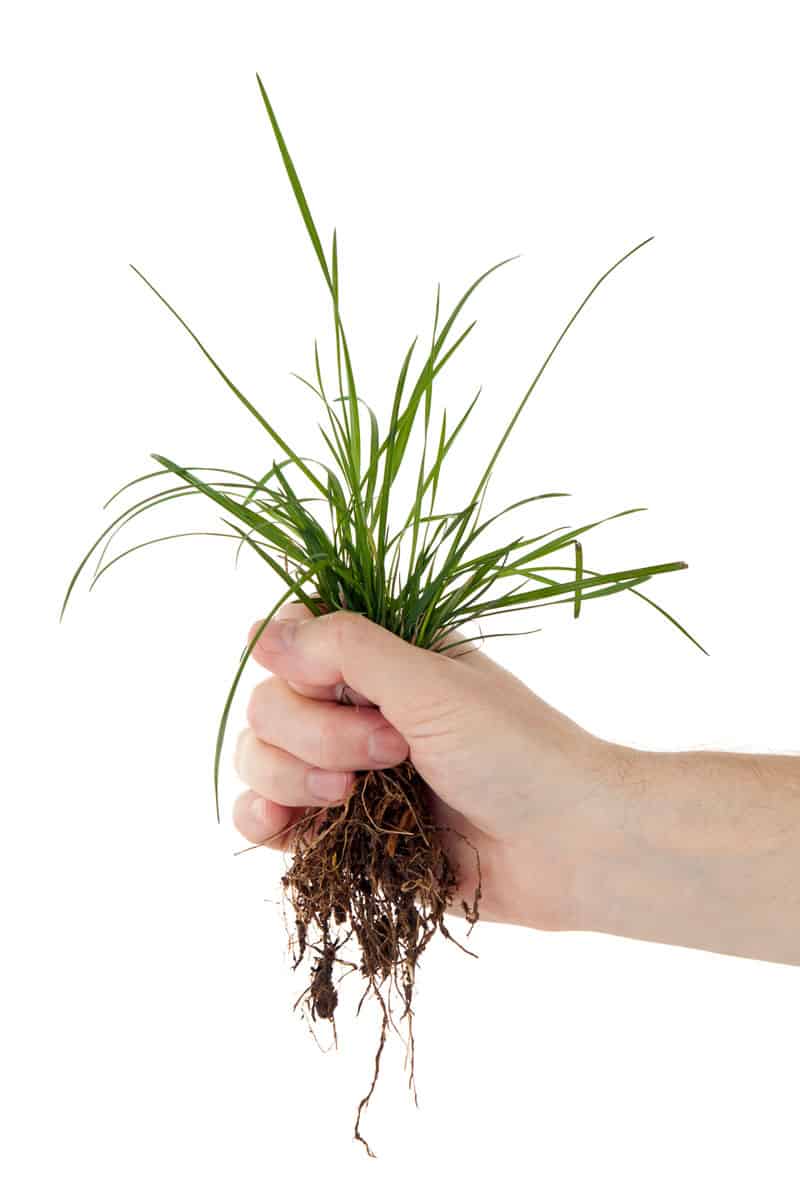 Holding a grass on a white background