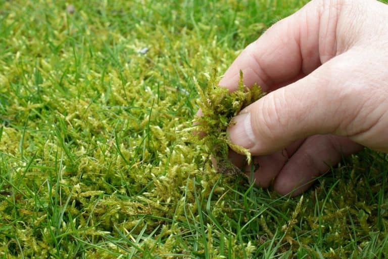 Holding a moss in the lawn, Moss Lawn Pros And Cons