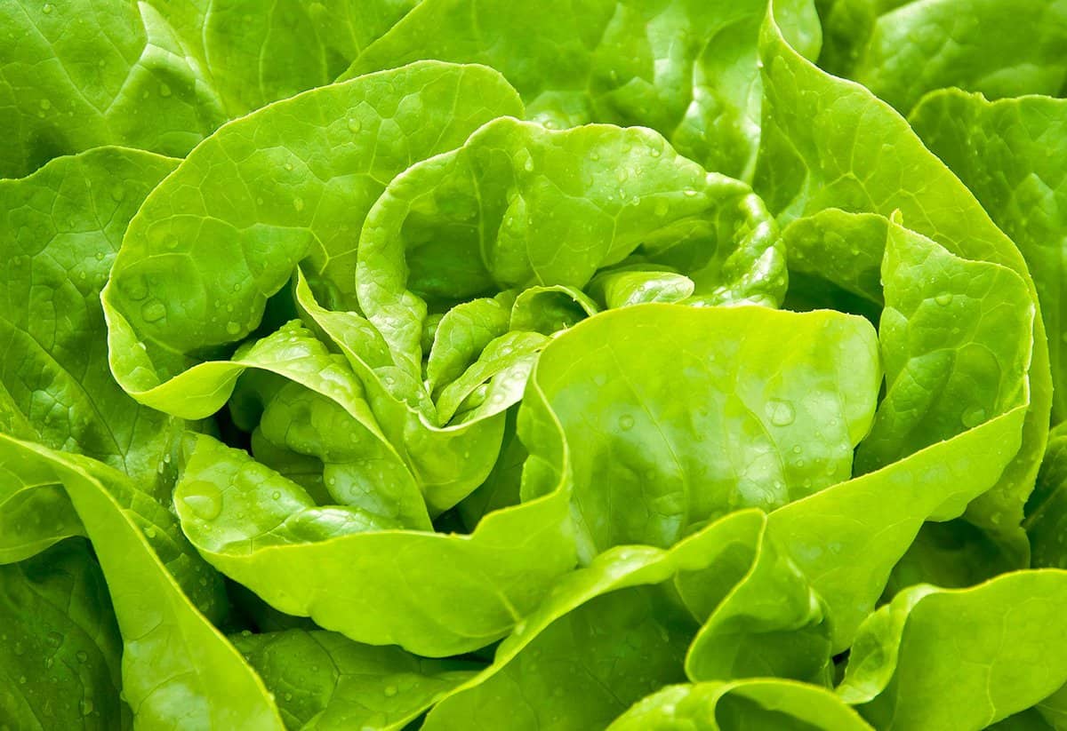 Homegrown organic green lettuce