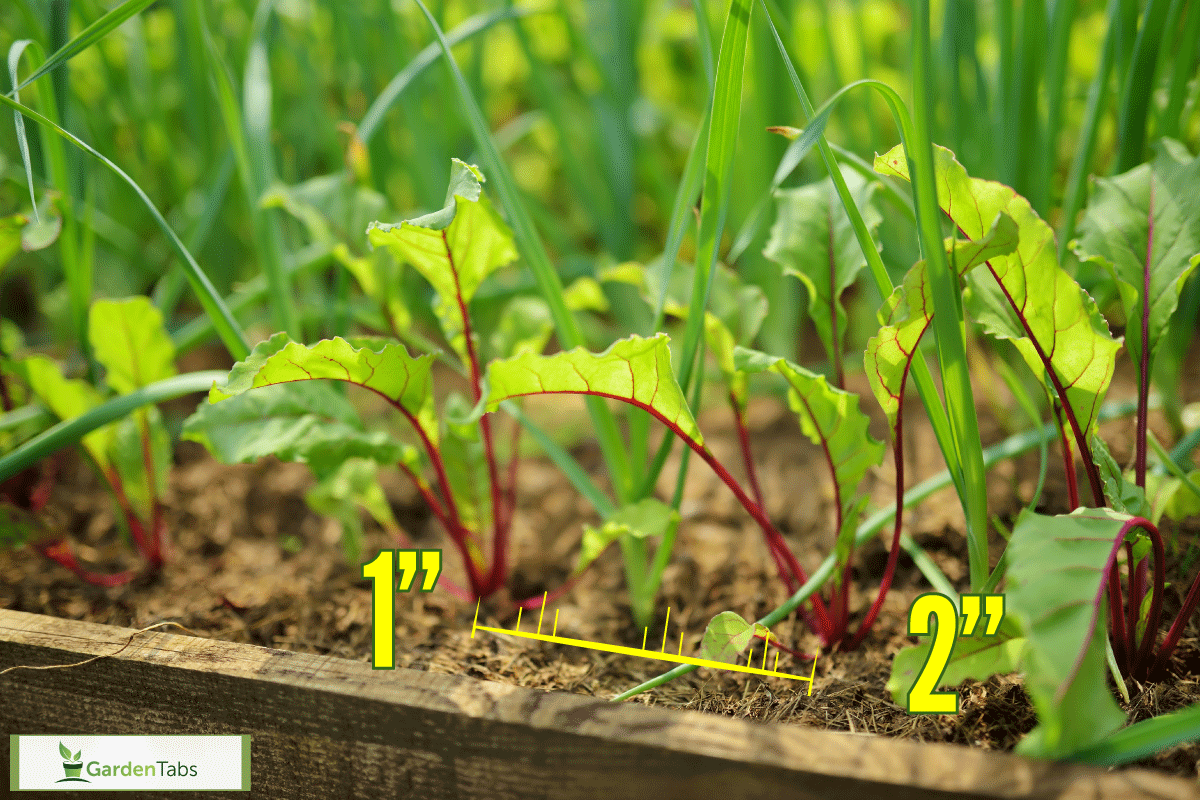 How Far Apart To Plant Beets?
