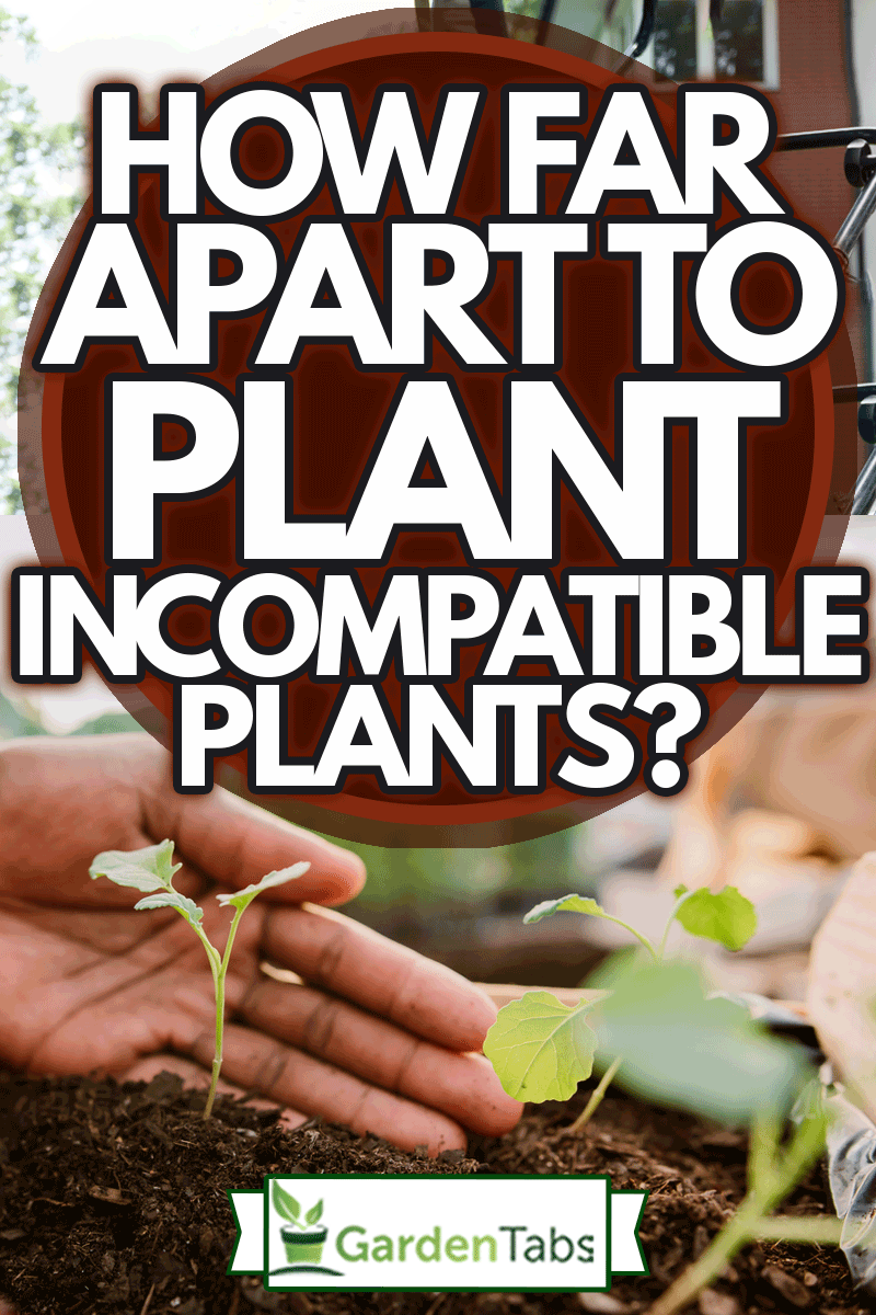 Hands holding plant over soil land, sustainability, How Far Apart To Plant Incompatible Plants?