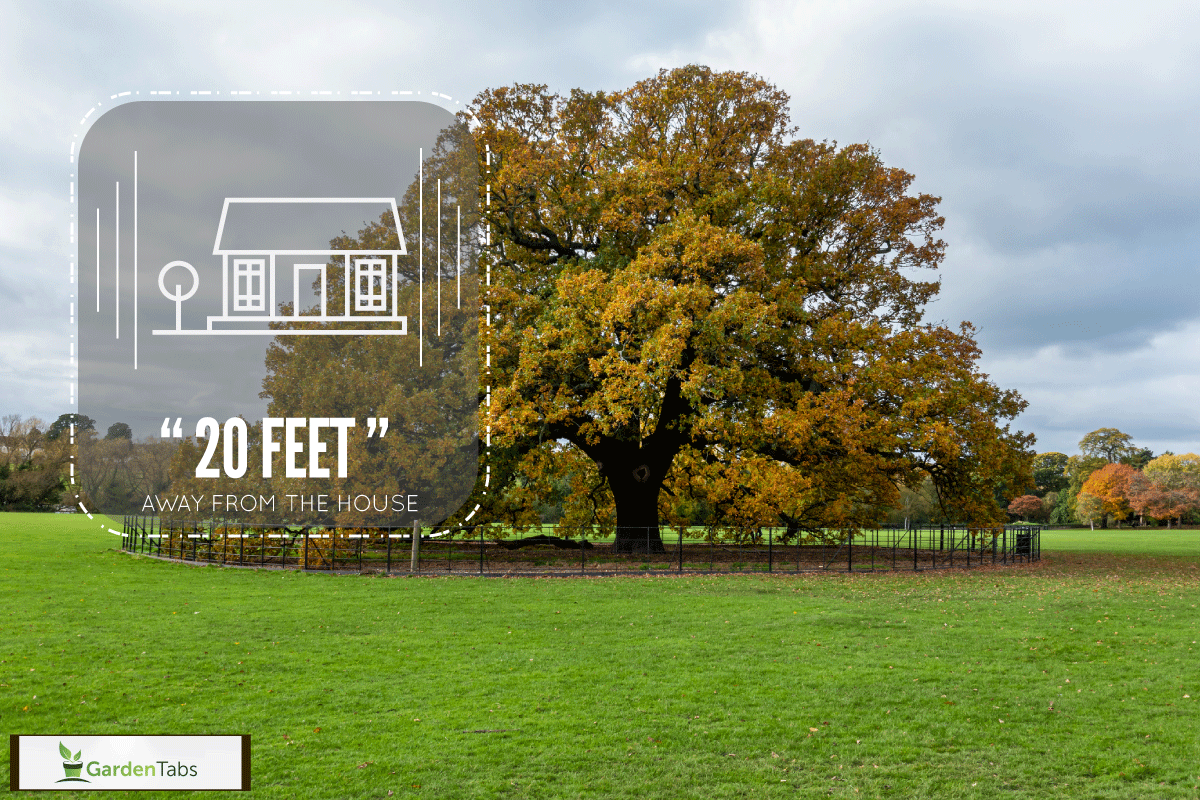 Charter Oak Tree, Danson Park, Bexleyheath, London, England, How Far From House Should Oak Tree Be Planted?
