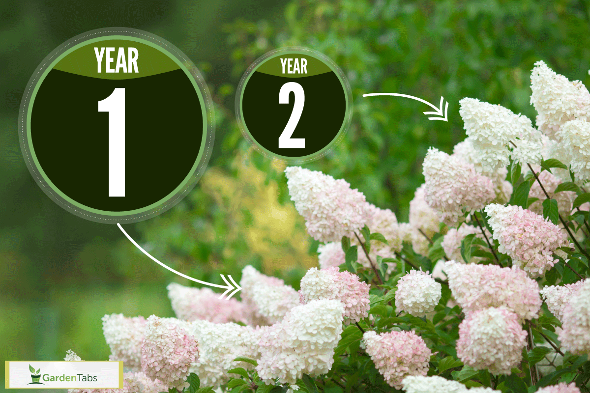 White garden bush panicle hydrangea, How Long For Hydrangea To Bloom?
