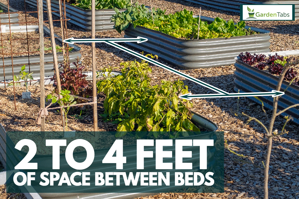 Raised beds growing vegetables for sustainable living, How Much Space Between Garden Beds?