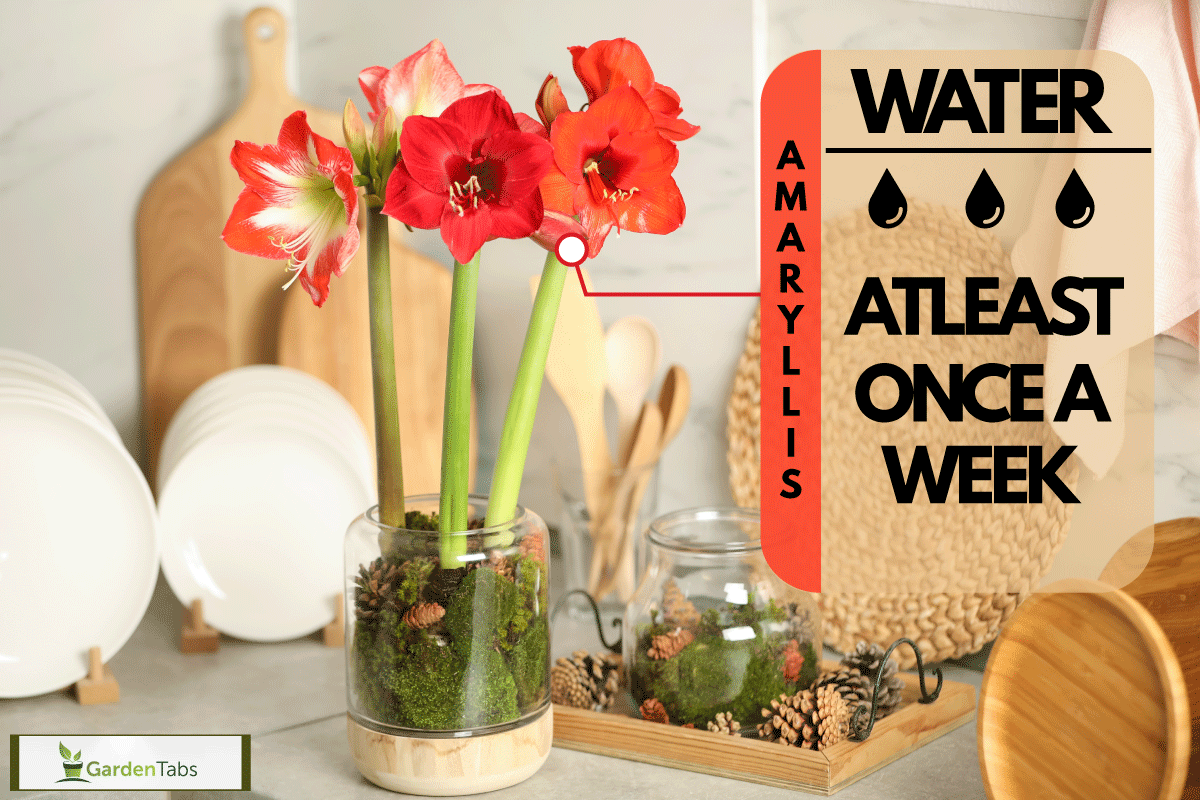Beautiful red amaryllis flowers and tableware on counter indoors, How Often To Water Amaryllis