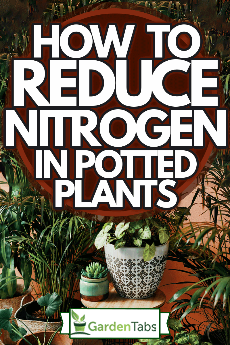 Shot of plants growing in vases at home, How To Reduce Nitrogen In Potted Plants