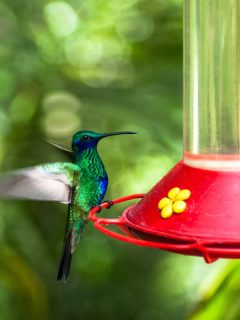 Hummingbird flapping wings in front o a feeder with a beautiful garden, 11 Landscaping Ideas Around Bird Feeders