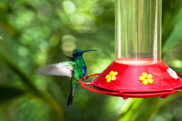 Hummingbird flapping wings in front o a feeder with a beautiful garden, 11 Landscaping Ideas Around Bird Feeders