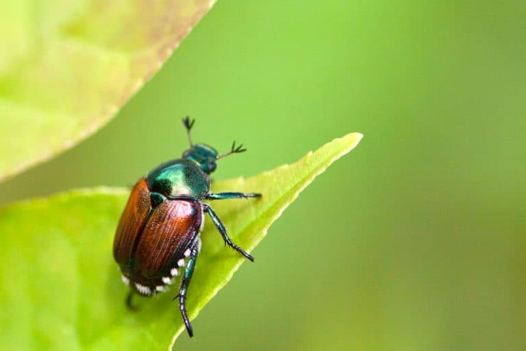 Japanese Beetle (Popillia japonica) sitting on a leaf, Does Grub Control Kill Japanese Beetles?