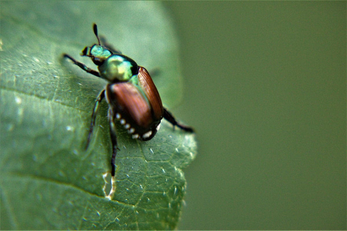 Japanese beetle, Popillia japonica, on a tomato plant