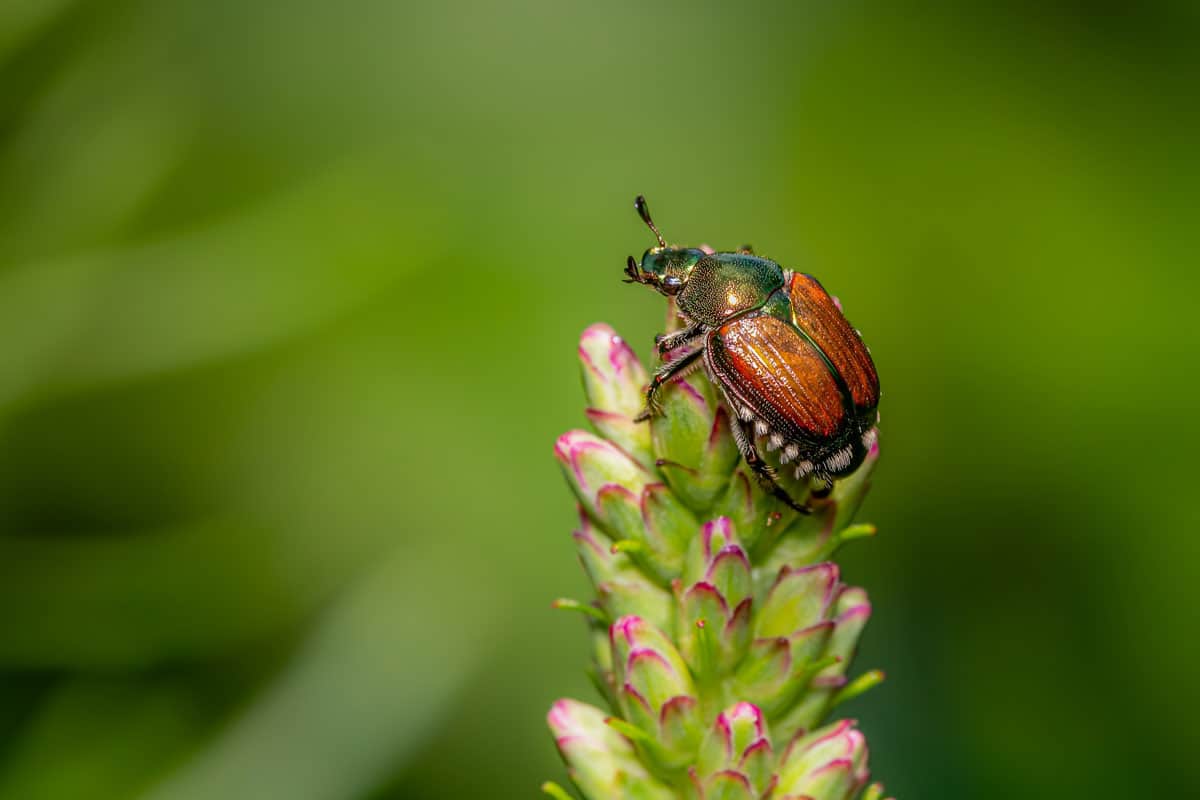 Japanese beetle on top of a liatris flower with a green blurred