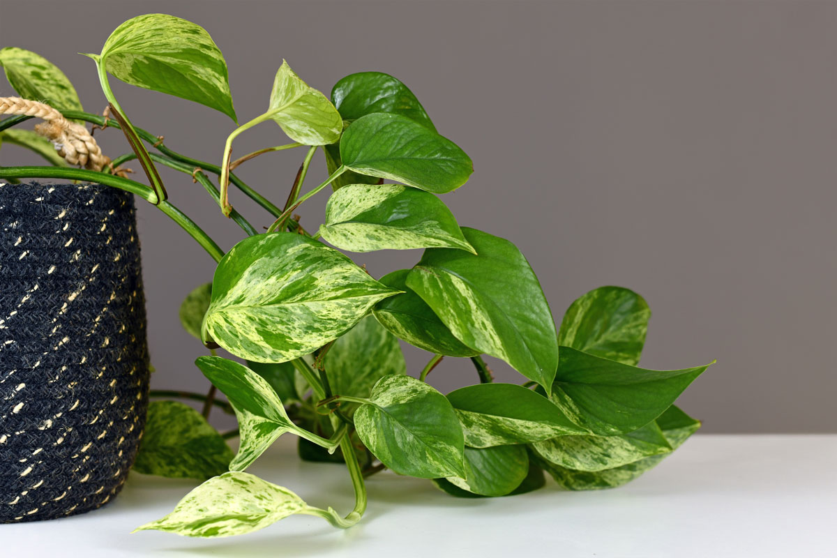 Leaves of tropical 'Epipremnum Aureum Marble Queen' pothos houseplant with white variegation in front of gray wall, Pothos Leaves Turning Black- What To Do?