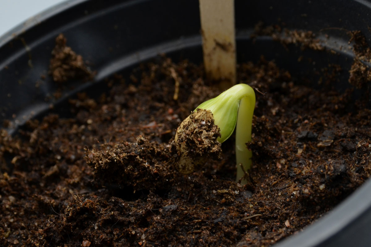 Little green zucchini sprout, seedling growing in a pot