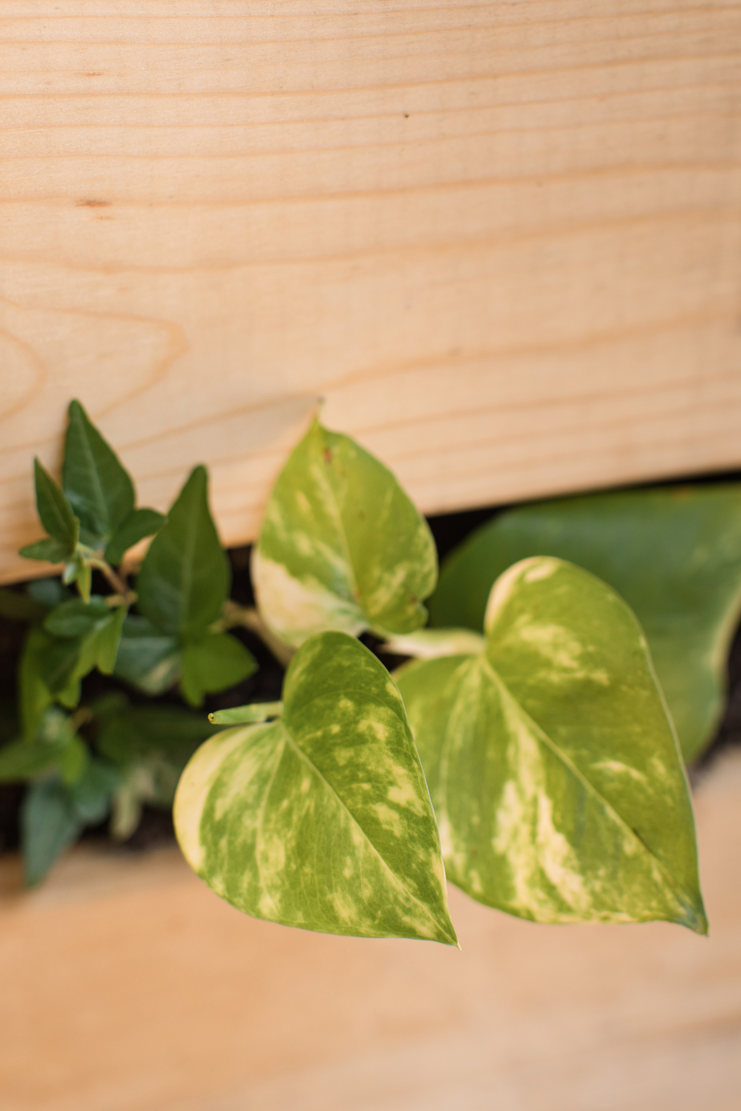 Lush green plants. English Ivy & pothos in a wooden box.