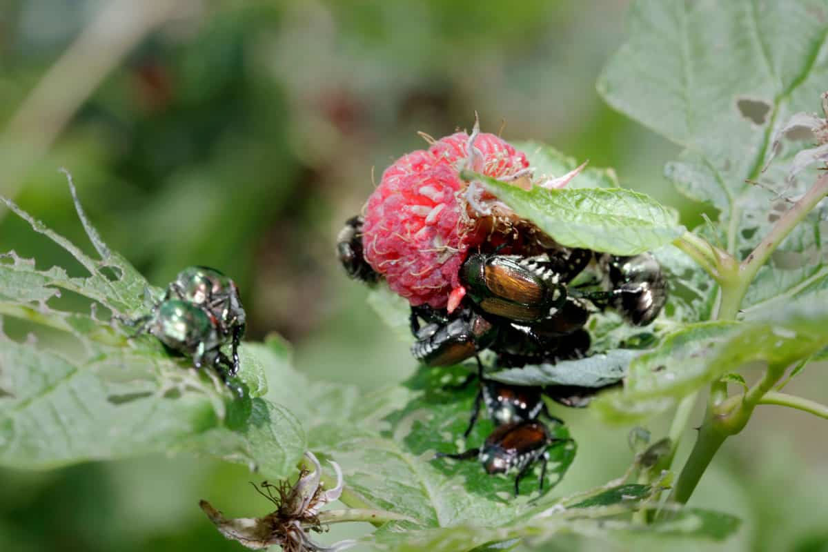 Macro detail shot of Japanese beetles (Popillia japonica) eating ripe red raspberries and the leaves of the plant too