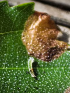 Macro view of a leafminer insect on a leaf, 5 Best Systemic Insecticides For Leaf Miners