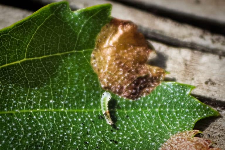 Macro view of a leafminer insect on a leaf, 5 Best Systemic Insecticides For Leaf Miners
