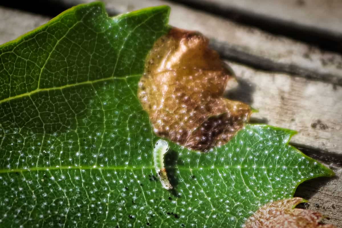 Macro view of a leafminer insect on a leaf