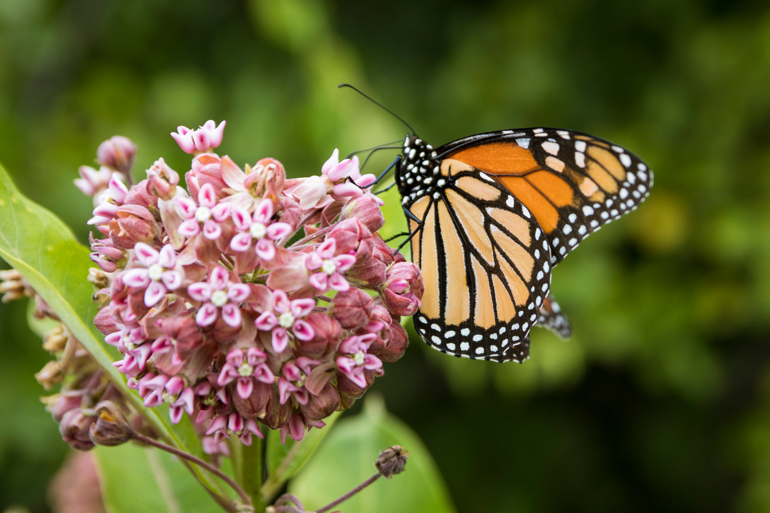 Monarch butterfly feeding on milkweed in Shenandoah National Park.