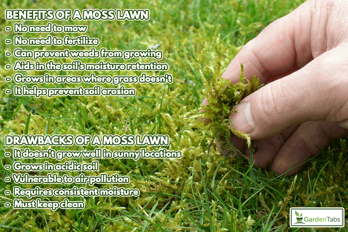 Holding moss in the lawn, Moss Lawn Pros And Cons