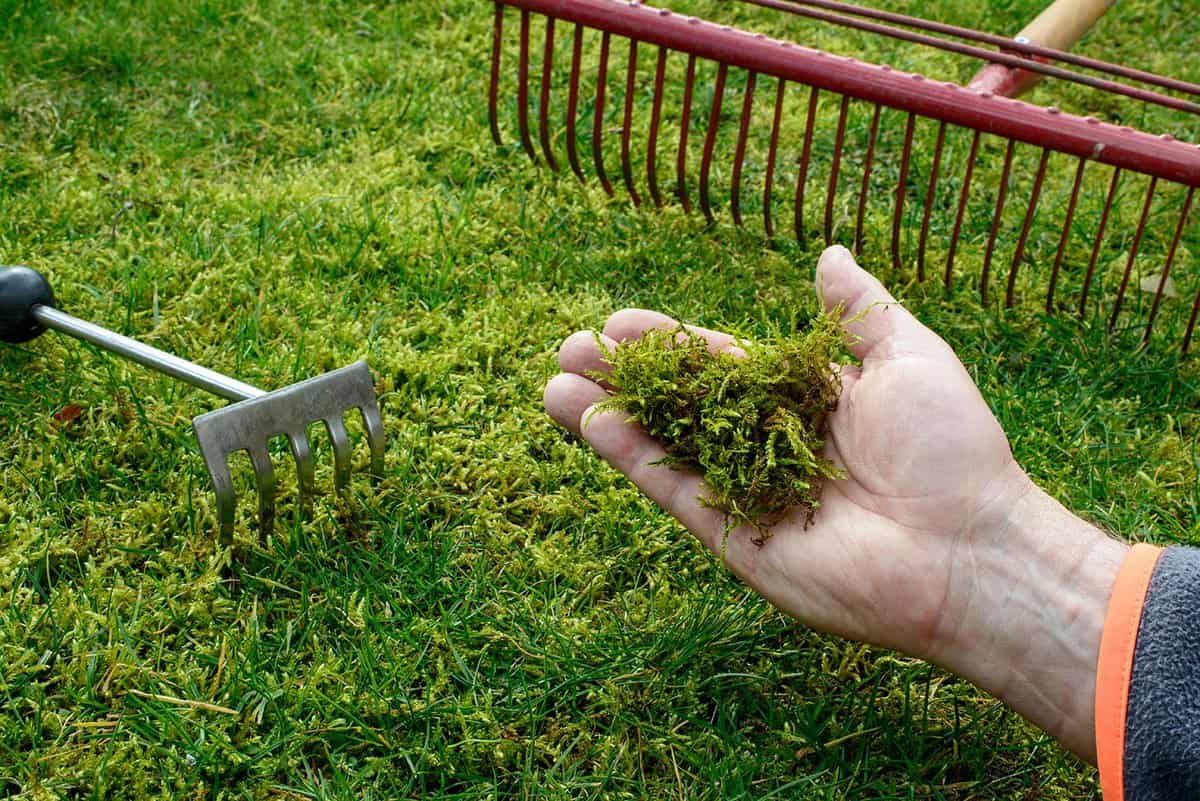 moss lawn pros and cons - gardentabs