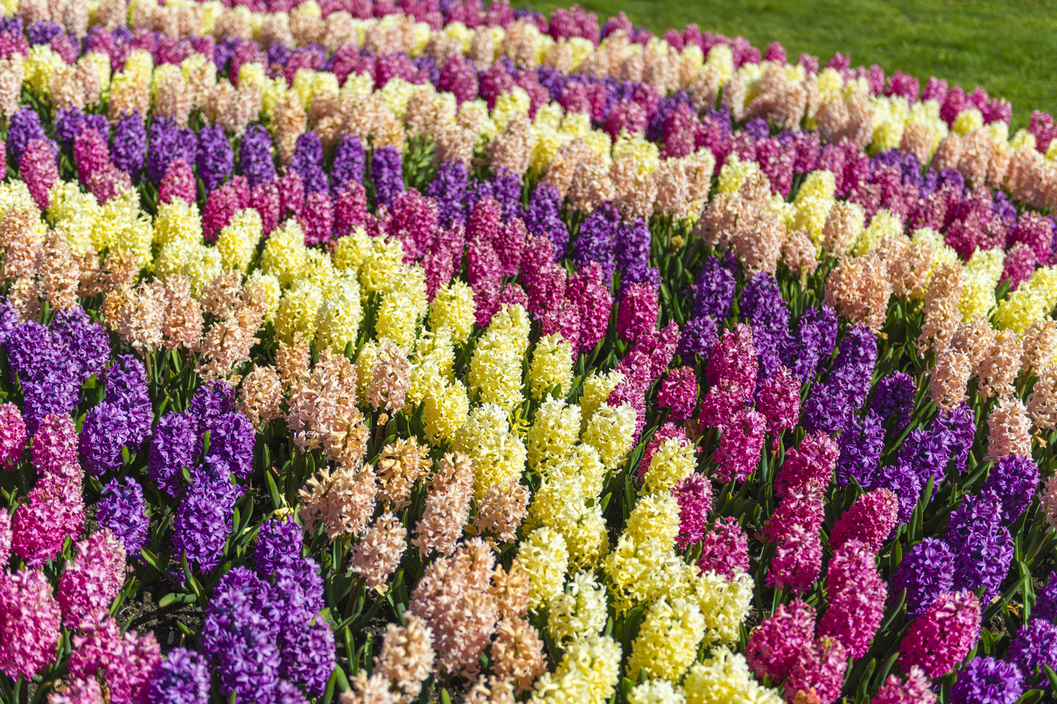 Multicolored Hyacinth flowerbed in Gothenburg garden. - Hyacinth Leaves Turning Yellow And Brown - What To Do