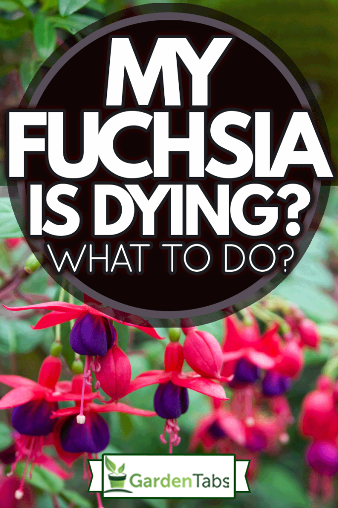 Beautiful fuchsia flowers in the garden, My Fuchsia Is Dying - What To Do?